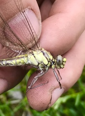 Gomphus schneiderii
