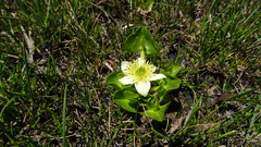 Caltha sagittata
