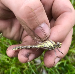 Gomphus schneiderii