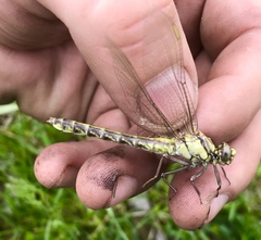 Gomphus schneiderii