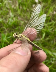 Gomphus schneiderii