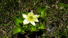 Caltha sagittata