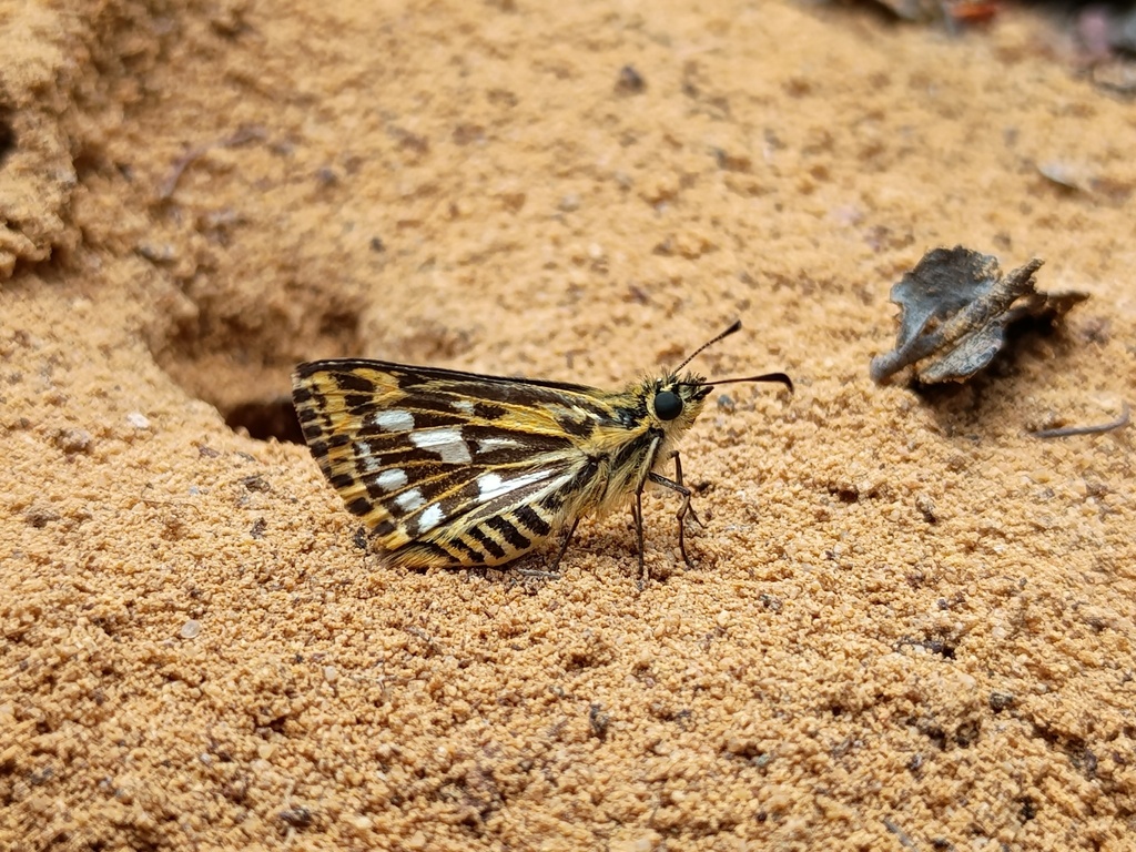 silver sedge-skipper