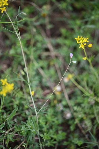 slender tare (Vicia parviflora)