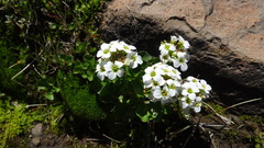 Cardamine cordata