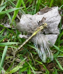 Gomphus schneiderii