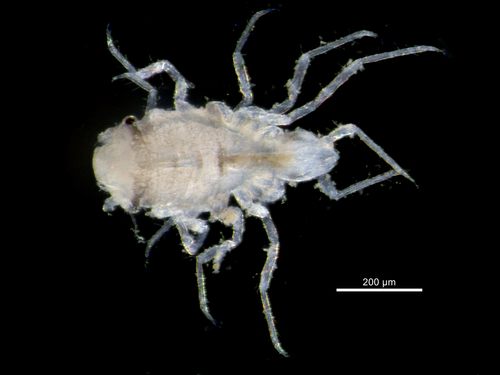 Uromunna powelli
