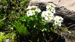 Cardamine cordata