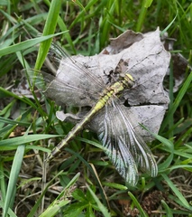 Gomphus schneiderii