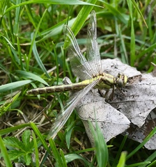 Gomphus schneiderii