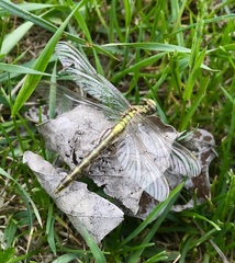 Gomphus schneiderii