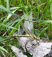 Gomphus schneiderii