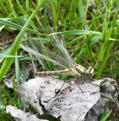 Gomphus schneiderii
