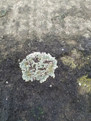 Protoparmeliopsis muralis