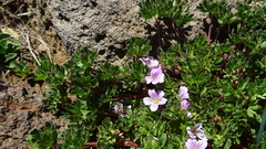 Geranium sessiliflorum