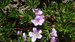 Geranium sessiliflorum