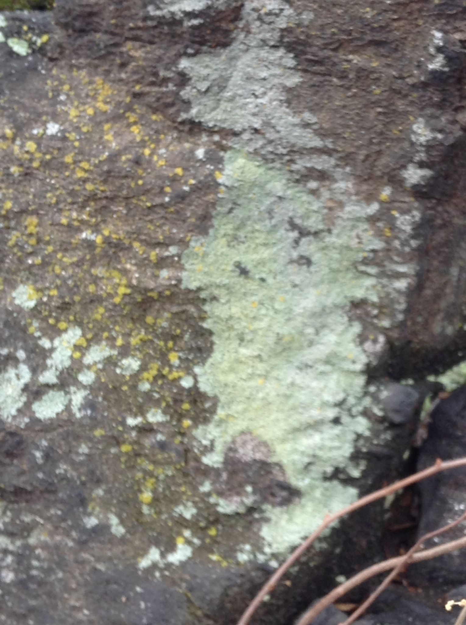 Physcia image