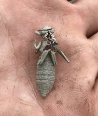 Gomphus schneiderii