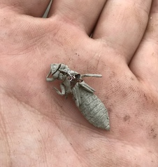 Gomphus schneiderii