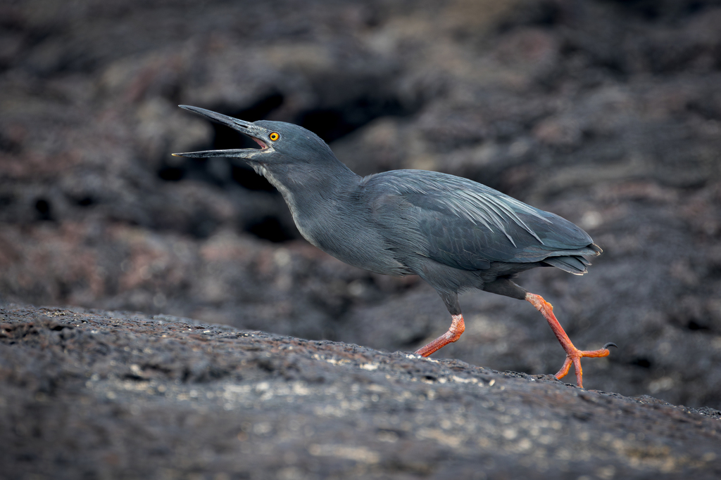 Green-backed Herons