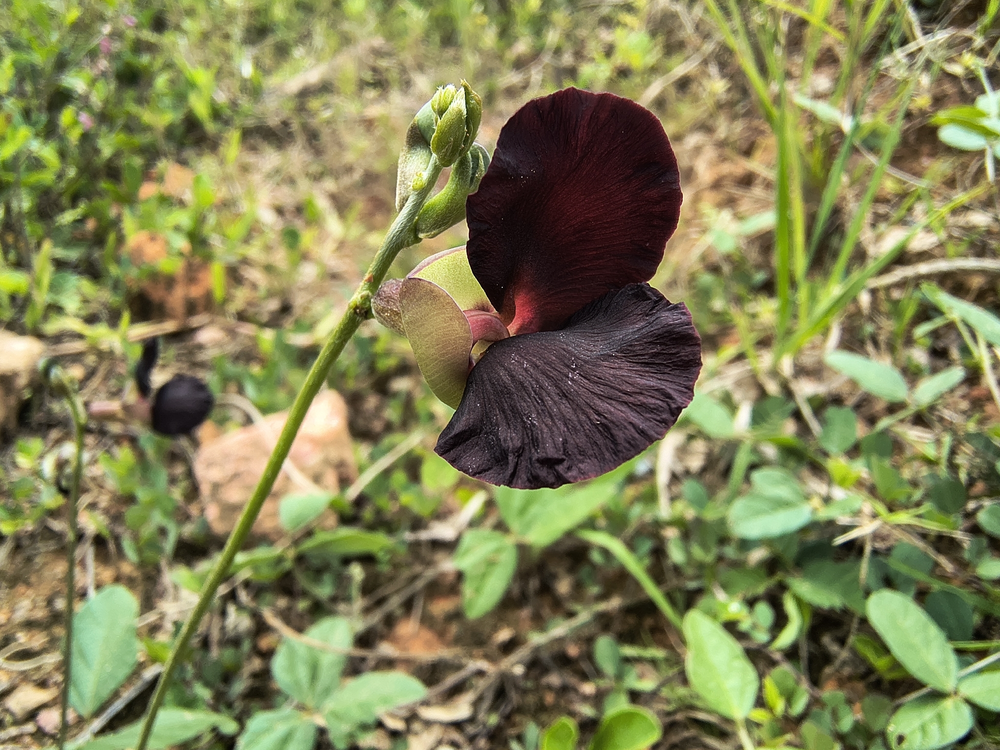 Macroptilium atropurpureum