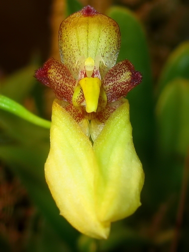 Bulbophyllum boninense