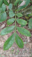 Guioa pleuropteris