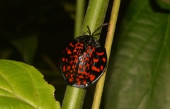 Eugenysa venosa
