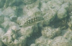 Lutjanus decussatus