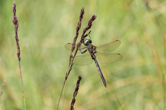 Somatochlora alpestris