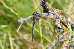 Somatochlora alpestris