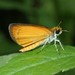 Least Skipper - Photo (c) Rob Van Epps, some rights reserved (CC BY-NC)