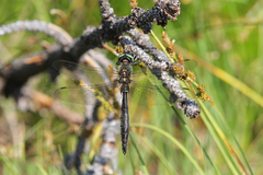 Somatochlora alpestris