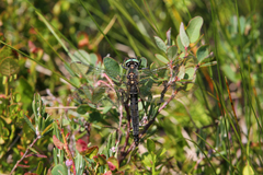 Somatochlora alpestris