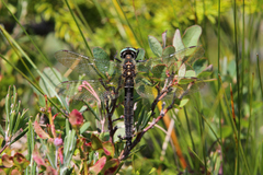 Somatochlora alpestris