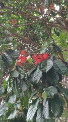 Sterculia parviflora