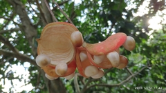 Sterculia parviflora