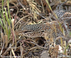 Callopistes maculatus