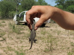 Tropidurus etheridgei