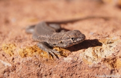 Liolaemus constanzae