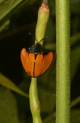 Echoma clypeata