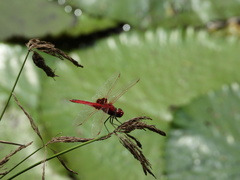 Urothemis assignata