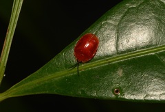 Parimatidium rubrum