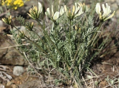 Astragalus neokarelinianus