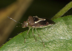 Mormidea ypsilon