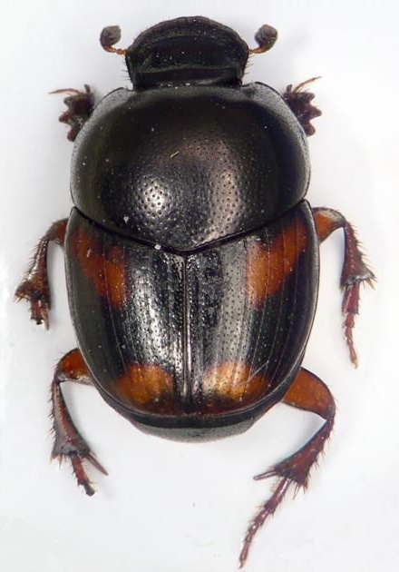 Caccobius