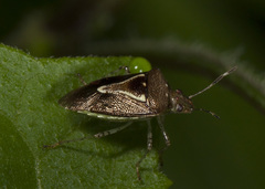 Mormidea ypsilon