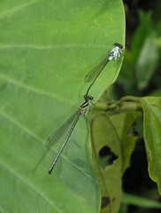 Onychargia priydak