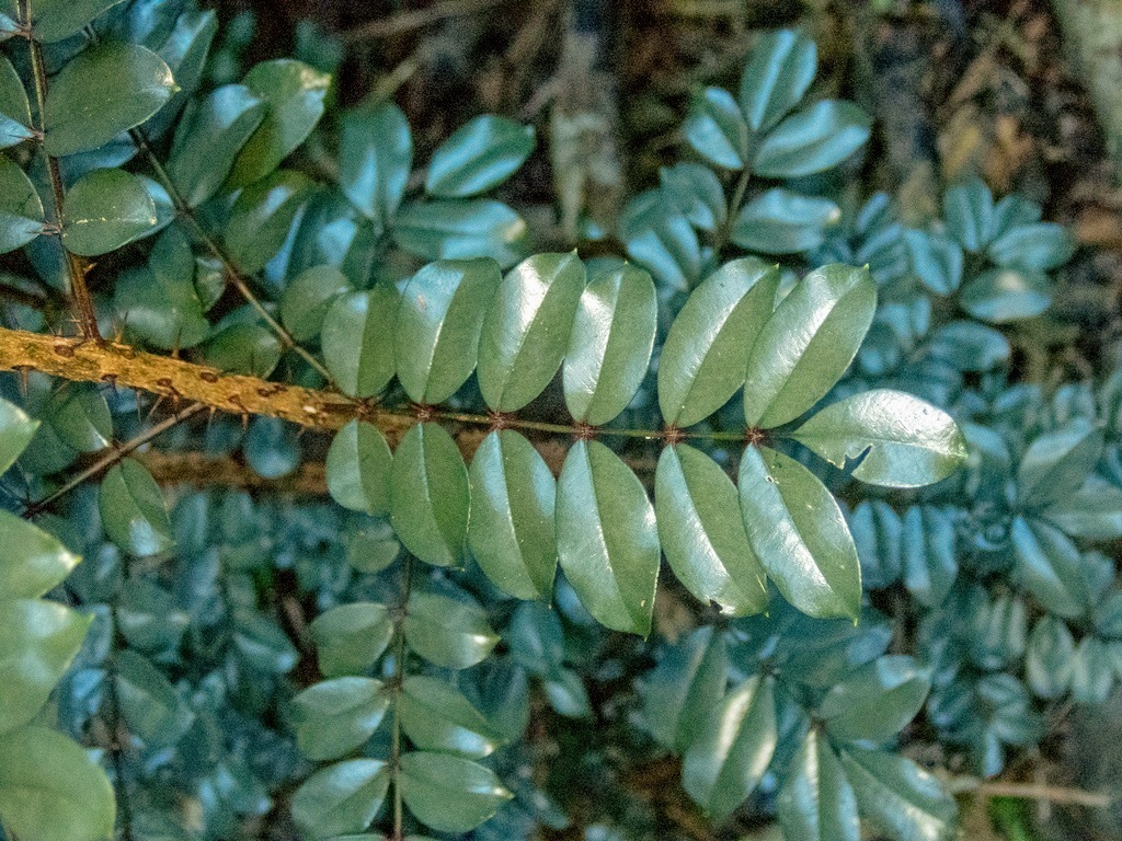Zanthoxylum punctatum