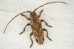 Sybra praeusta